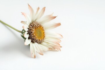 Poster - A close-up view of a single white flower sitting on a white background, ideal for use in minimalist designs or as a symbol of purity and simplicity