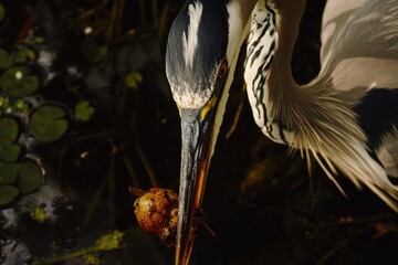 Poster - Close-up shot of a bird holding a fish in its beak