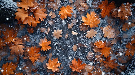 Autumn leaves covered with first snow.