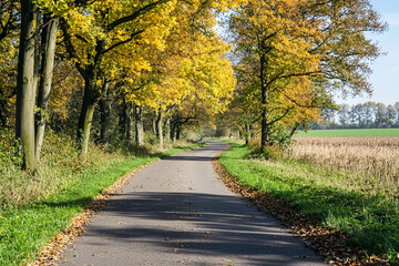 Canvas Print - Golden autumn path in the Netherlands