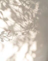 Poster - Shadows of Branches Create Patterns on a Light Background in a Serene Setting During the Early Afternoon in a Garden