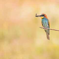 Wall Mural - bee eater bird with bug