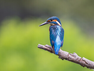 Wall Mural - kingfisher