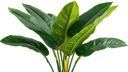 Lush green artificial plant with large leaves isolated on white background.