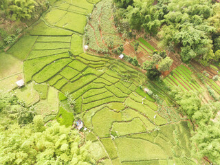 Scenic Lush green Agriculture fields from above. Visually beautiful nature in the valley. Green rice fields that form rivers. Agricultural industry. Organic farming. Sustainability.