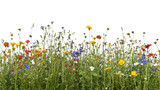 Spring flower meadow transparent background