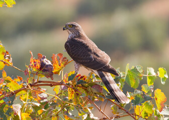 sharp-shinned hawk hunting the grapevines