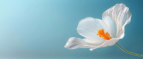 Poster - Delicate white flower on a blue background.