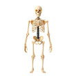 © Sariyono - Detailed Human Skeleton Model Standing Upright