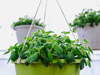 Flower pot with green blades of grass sparkling in the sun