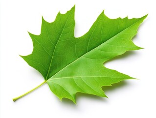 fresh green maple leaf showcasing vibrant textures and natural beauty, ideal for nature-themed proje