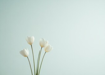 Poster - Elegant White Tulips Against Soft Pastel Background in Minimalist Style