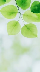 Poster - Sunlit Green Leaves - Minimalistic Spring Foliage with Soft Light