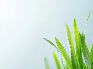 Poster - Fresh Green Grass Blades – Minimalist Nature Background