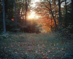 Aufkleber - Sun setting in autumn forest, leaves on ground, trees, path.