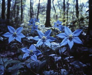 Aufkleber - Blue wildflowers blooming in a dark forest.