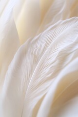 Poster - Close-up of soft, delicate white feathers, showing intricate texture and subtle light.