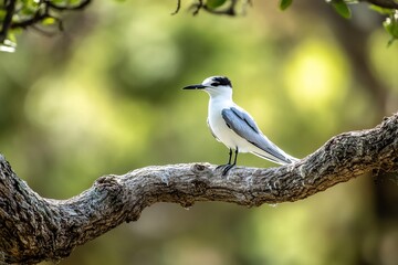 Poster - A small white and grey bird perches on a tree branch, its body facing right.