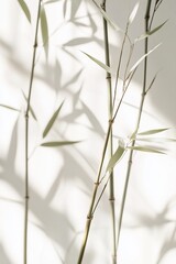 Poster - Sunlight illuminating bamboo stalks and their shadows against a white background.