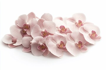 Leinwandbilder - Close-up of a cluster of pale pink orchids on a white background.
