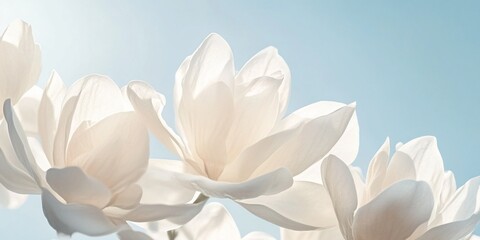Poster - Close-up of delicate white magnolia blossoms against a soft blue sky.