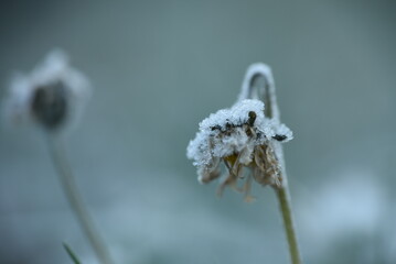 Wall Mural - frost on plant