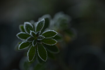 Wall Mural - close up of a frozen plant