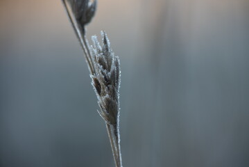 Wall Mural - grass in the morning