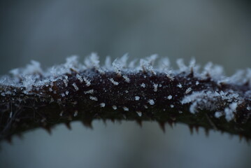 Wall Mural - snow covered needles