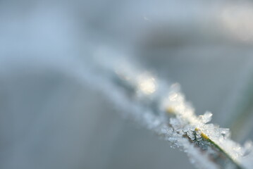 Wall Mural - icicles on the grass