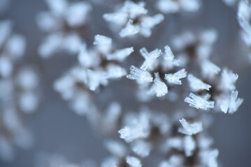 Wall Mural - snow covered branches