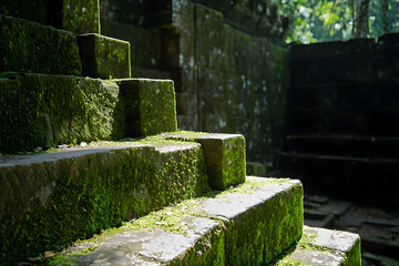 Wall Mural - Moss covered stone steps in lush, green environment create serene atmosphere. dappled sunlight enhances natural beauty of scene, inviting exploration