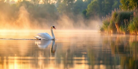 Poster - Mute swan gliding across a mist-covered lake at dawn in a serene landscape with gentle ripples on the water's surface and surrounding vegetation , cygnus olor, mist