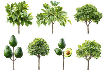 variety of avocado trees and plants showcasing leaves and fruit in a lush green setting during dayli