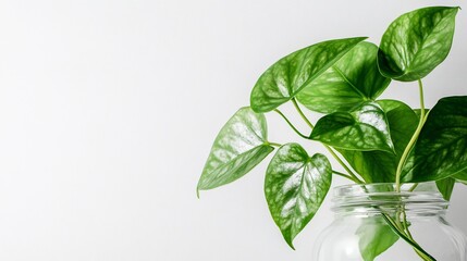 Wall Mural - A vibrant green plant in a glass vase against a minimalist background.