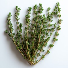 Wall Mural - thyme, isolated on white background, hd.