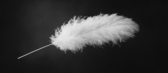 Poster - Delicate white feather resting on a stick perfect for artistic photography and creative projects showcasing natural textures and contrasts