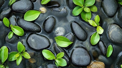 Poster - Gray pebble stones with vibrant green leaves submerged in tranquil water background creating a serene and natural ambiance.