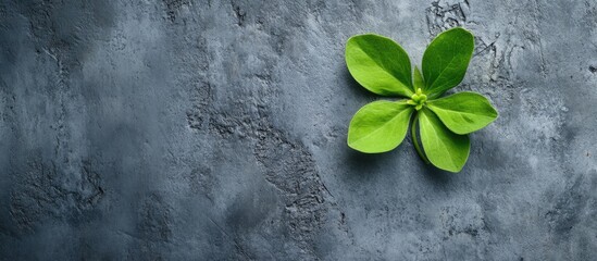 Aufkleber - Green botanical leaf against a textured gray wall ideal for interior decor or nature-inspired designs