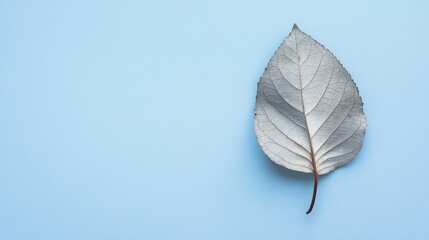 Poster - Elegant gray leaf positioned on a serene blue background showcasing nature's beauty and minimalistic design in a vibrant color setting.