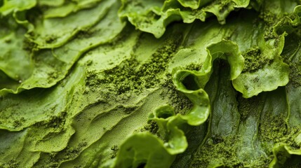 Aufkleber - Curly lettuce leaves with earthy textures showcasing close-up detail and vibrant green colors for culinary and gardening themes