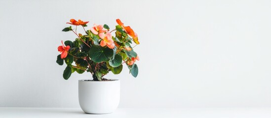 Poster - Vibrant begonia plant in minimalist white ceramic pot against clean backdrop perfect for home decor and gardening inspiration