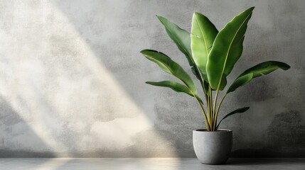 Poster - Potted Green Plant with Large Leaves on Minimalist Concrete Floor Background Natural Light and Shadows