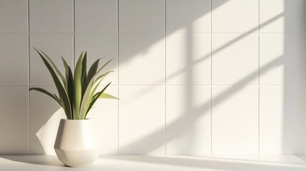 Poster - minimalist interior with plant in contemporary pot and soft shadows on white tiles