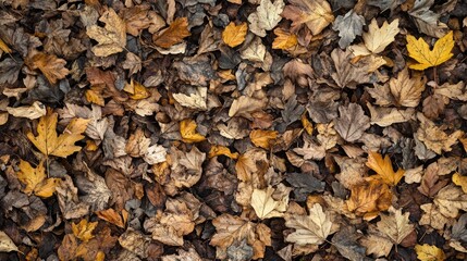 Poster - Fallen autumn leaves blanket the forest floor in vibrant earth tones creating a natural tapestry of color and texture