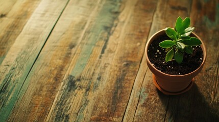 Aufkleber - Home interior with potted small green plant on rustic wooden floor enhancing natural decor and tranquility in living spaces