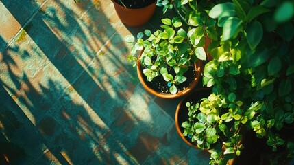 Aufkleber - Balcony garden with lush green plants in terracotta pots creating a serene atmosphere and inviting space for relaxation and nature enjoyment