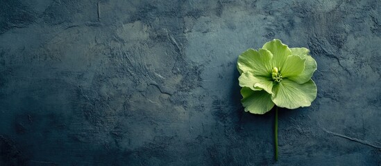 Poster - Green flower on a textured gray wall ideal for interior decor and botanical design inspiration showcasing natural beauty and contrast.