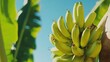 © EpicFade - Fresh Green Bananas on Tree Branch Surrounded by Lush Tropical Leaves and Blue Sky