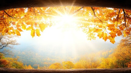 Poster - A view of the sun shining through the leaves of a tree